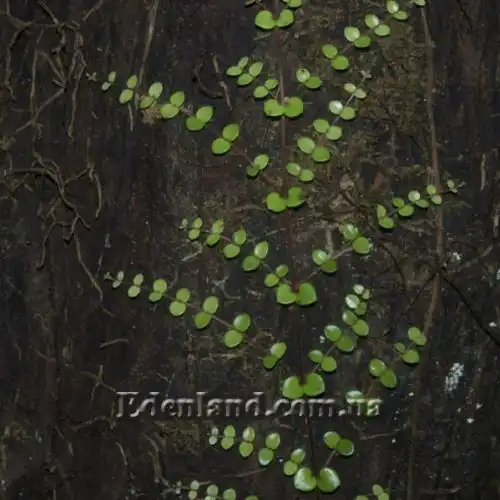 Зображення на стволе дерева