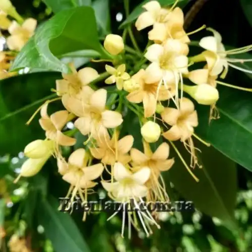 Изображение Фагрея душистая - Fagraea fragrans