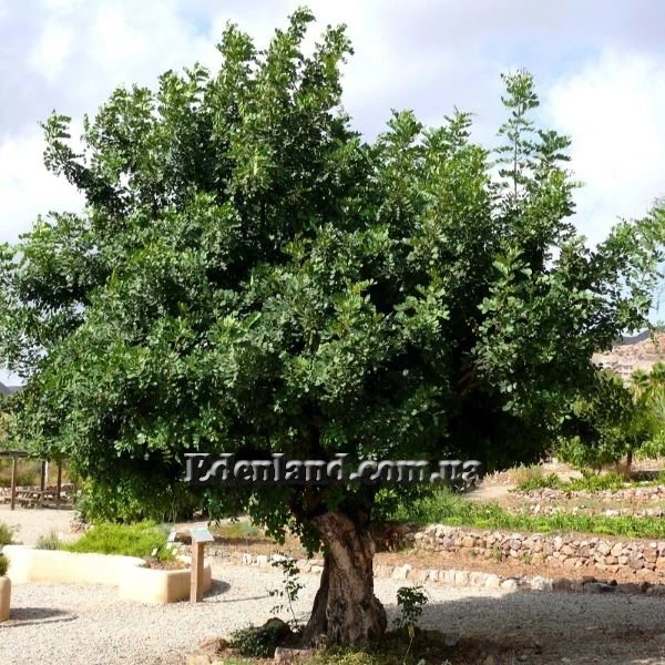 Зображення дерево у природі