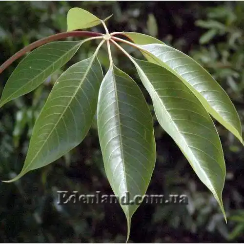 Зображення лист