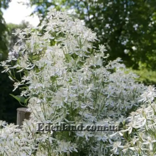 Изображение Клематис прямой - Clematis recta