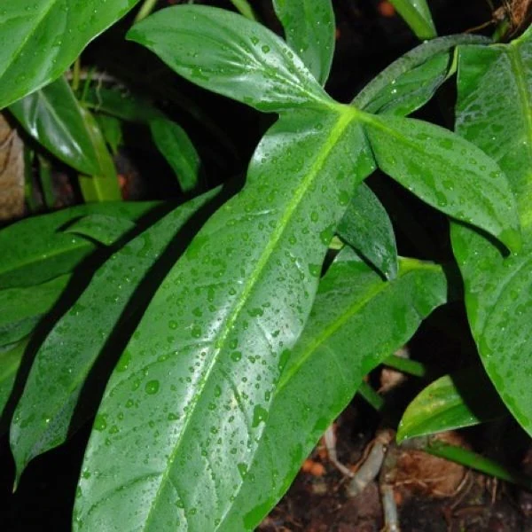 Изображение Филодендрон узколопастный   - Philodendron angustilobum