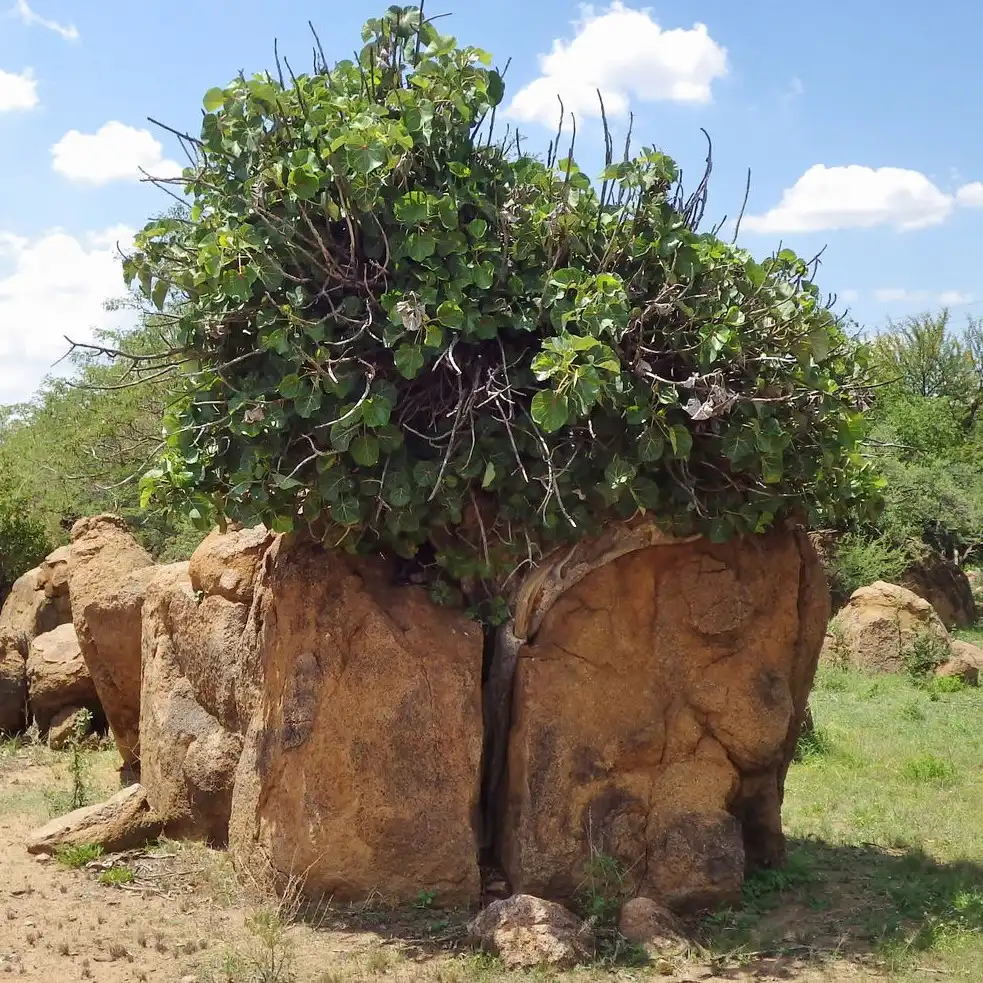 Зображення рослина у природі