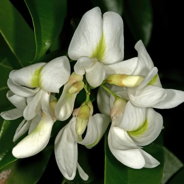 Изображение Крейбия Циммермана   - Craibia zimmermannii