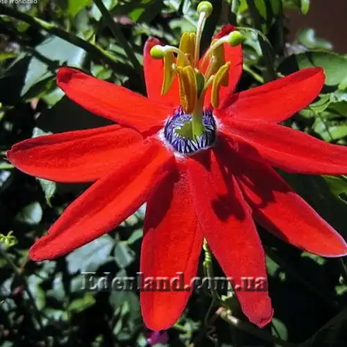 Зображення Пасифлора рукавчаста - Passiflora manicata