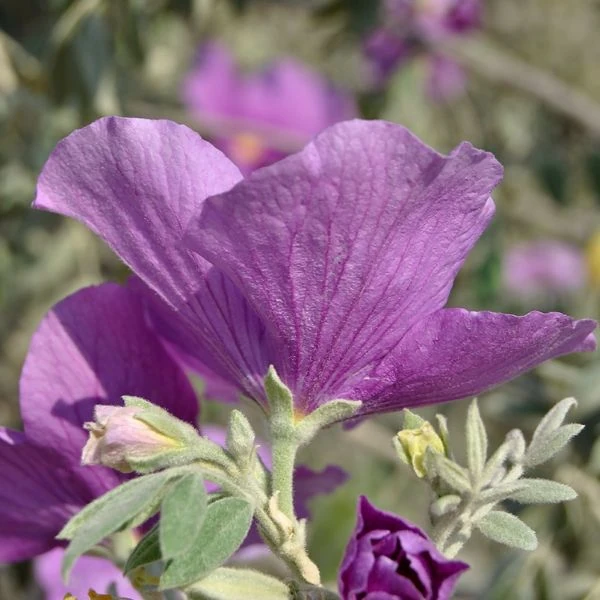 Изображение Моркиллия мексиканская  - Morkillia mexicana