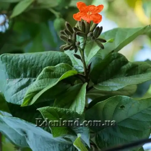 Зображення Кордія Себестена - Cordia sebestena