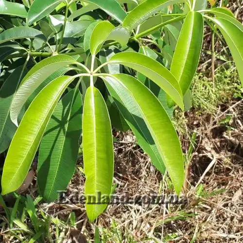 Изображение Альстония школьная - Alstonia scholaris