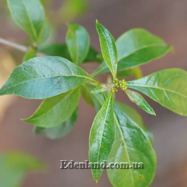 Зображення початок цвітіння