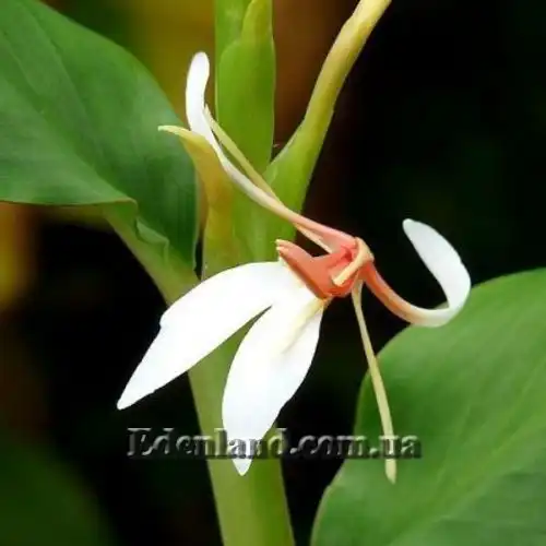 Зображення Гедіхіум колосистий - Hedychium spicatum
