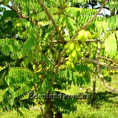 Зображення Аверроа білімбі - Averrhoa bilimbi