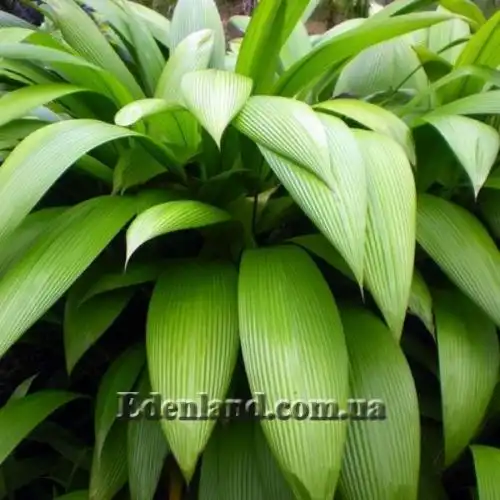 Куркулиго широколистное - Curculigo latifolia