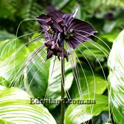 Зображення Такка Шантр'є - Tacca chantrieri