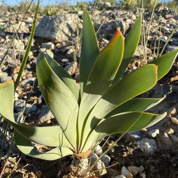 Изображение Струмария усеченная - Strumaria truncata 