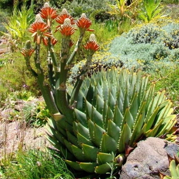 Зображення цвітіння