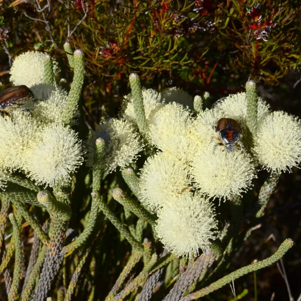 Изображение Бруния гладкая  - Brunia laevis