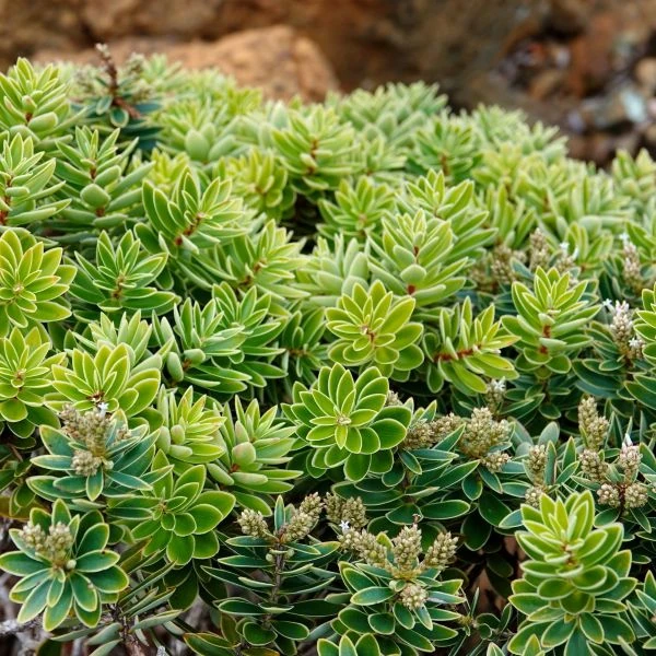 Изображение Циатопсис беловатый - Cyathopsis albicans 