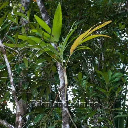 Изображение Дипсис фанева - Dypsis faneva