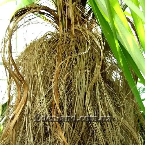 Изображение Коккотринакс волосатый подвид волосатый - Coccothrinax crinita subsp. crinita