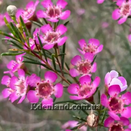 Изображение Хамелауциум крючковатый - Chamelaucium uncinatum