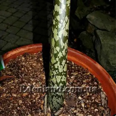 Изображение черешок листа