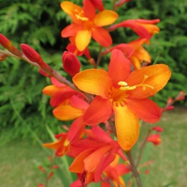 Изображение Крокосмия Новые гибриды  - Crocosmia New Hybrids 
