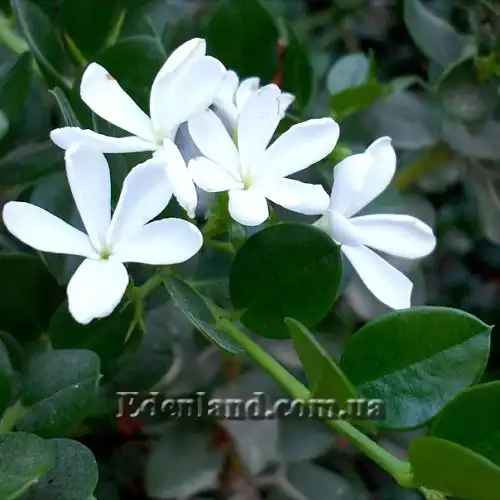 Изображение цветение