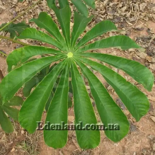 Зображення Мусанга цекропієвидна - Musanga cecropioides