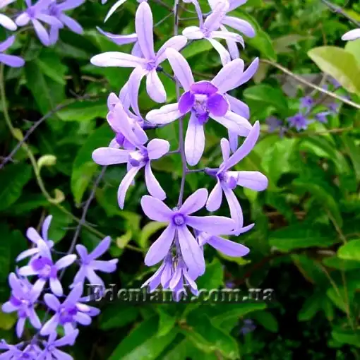 Изображение Петрея вьющаяся - Petrea volubilis