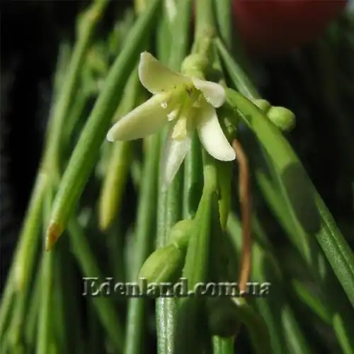 Изображение Плокама повислая - Plocama pendula