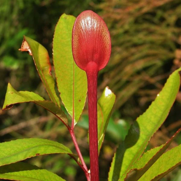 Изображение Кунония капская  - Cunonia capensis 