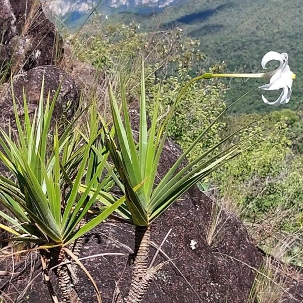 Зображення Велозія трубчаста - Vellozia tubiflora