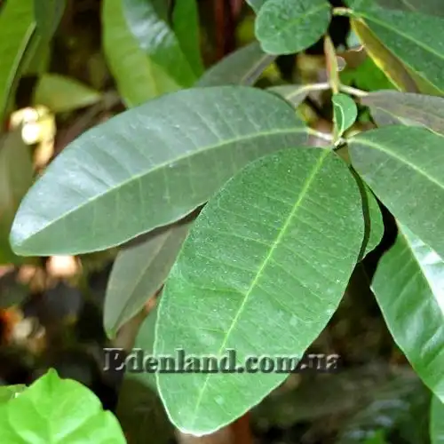 Изображение лист