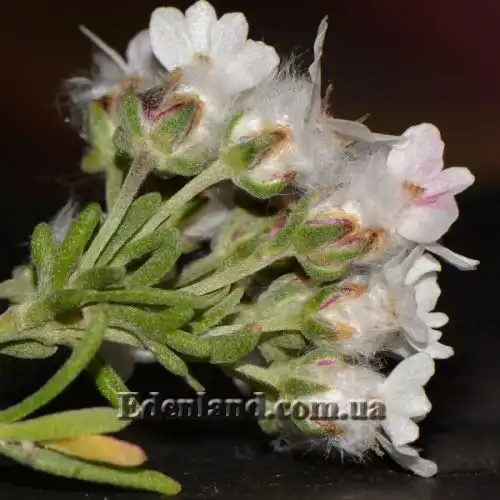 Зображення Еріоцефалус африканський - Eriocephalus africanus