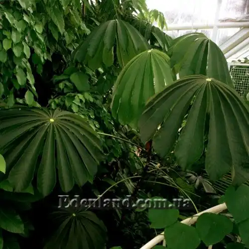 Зображення Мусанга цекропієвидна - Musanga cecropioides