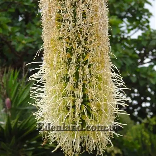 Изображение Агава оттянутая подвид оттянутая - Agave attenuata subsp. attenuate