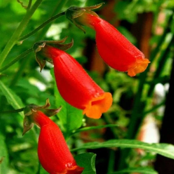 Зображення Еккремокарпус шорсткий (червоний) - Eccremocarpus scaber 'Blood Red' 