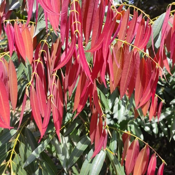 Зображення Мезуя залізна - Mesua ferrea 