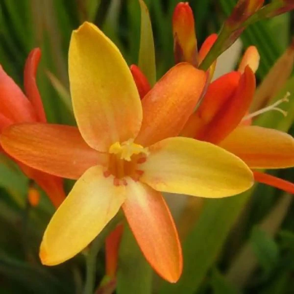 Изображение Крокосмия Новые гибриды  - Crocosmia New Hybrids 