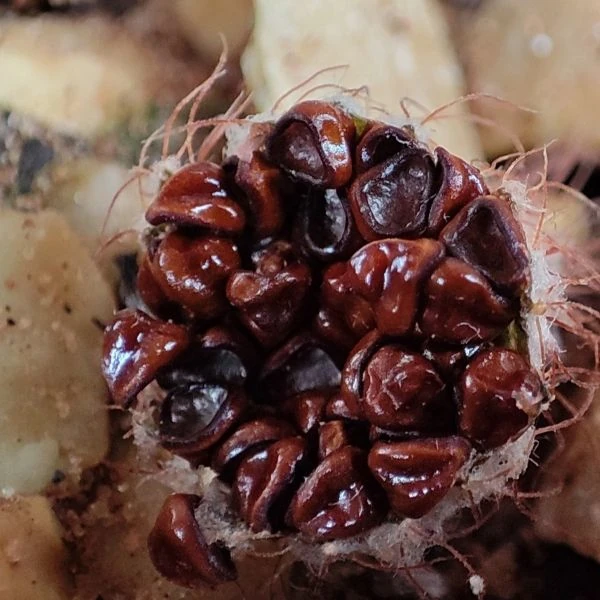 Зображення Фрайлея панцирна - Frailea cataphracta 