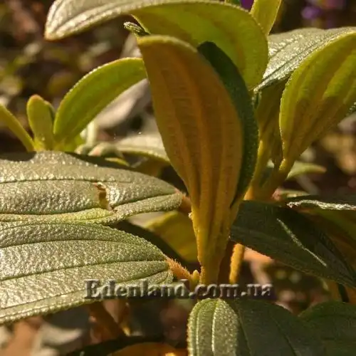 Изображение Тибухина чешуйчатая (белая) - Tibouchina lepidota (alba)