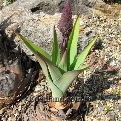 Зображення Мервілла свинцева - Merwilla plumbea