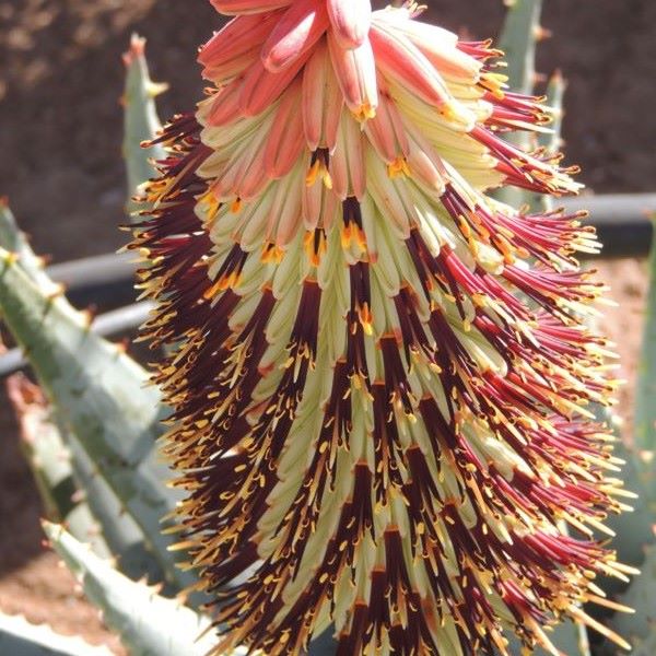 Зображення Алое Пеглер - Aloe peglerae