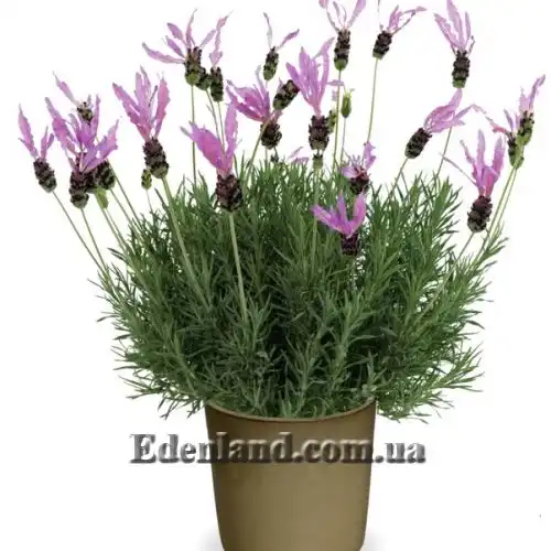 Изображение Лаванда черешчатая - Lavandula pedunculata