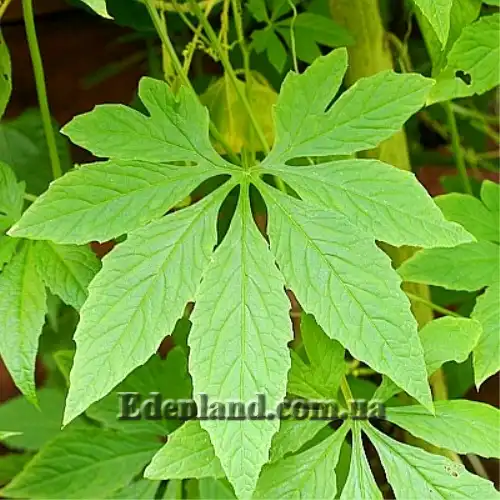 Изображение лист