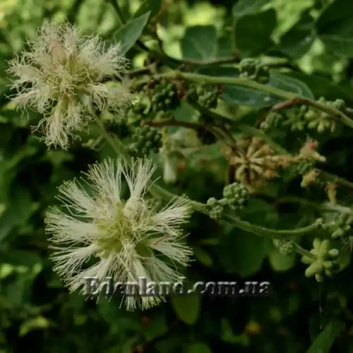 Изображение Питецеллобиум сладкий - Pithecellobium dulce