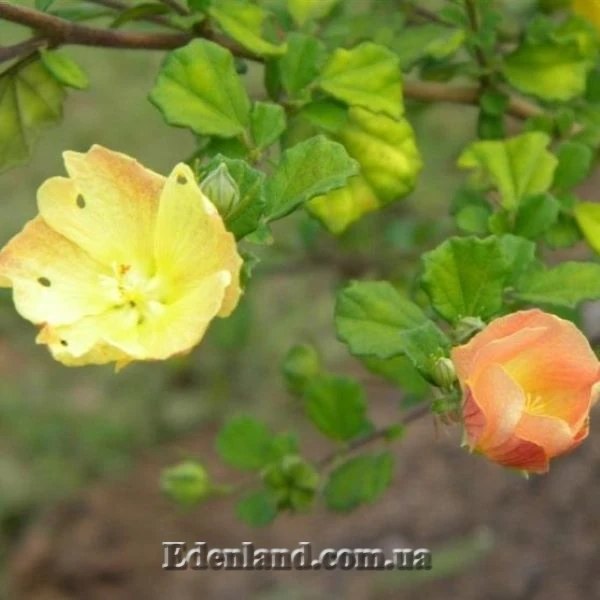 Зображення Павонія обгризена - Pavonia praemorsa