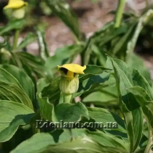 Зображення Арізема жовта - Arisaema flavum