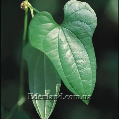 Изображение Диоскорея полистахия, Ямс - Dioscorea polystachya 