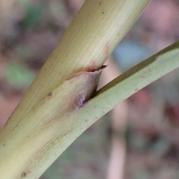 Зображення Альпінія прекрасна 'Нова Гвінея' - Alpinia pulchra 'New Guinea'  